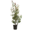 Photinia Red Robin - Photinia xfraseri Red Robin en Pot 18L 150/175cm