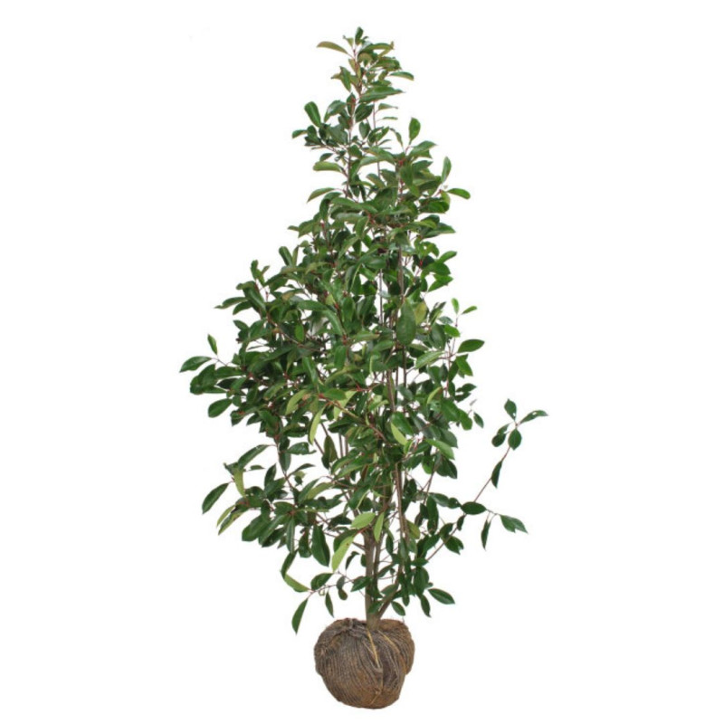 Photinia Red Robin - Photinia xfraseri Red Robin en Motte 125/150cm
