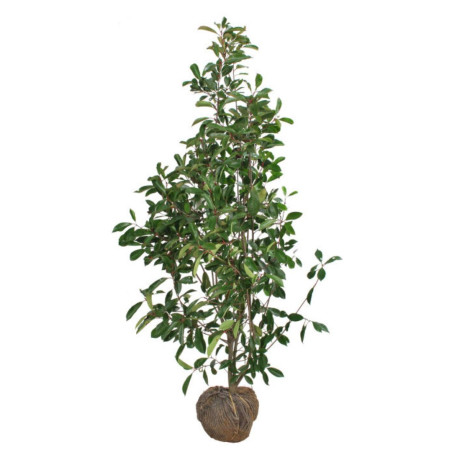 Photinia Red Robin - Photinia xfraseri Red Robin en Motte 125/150cm