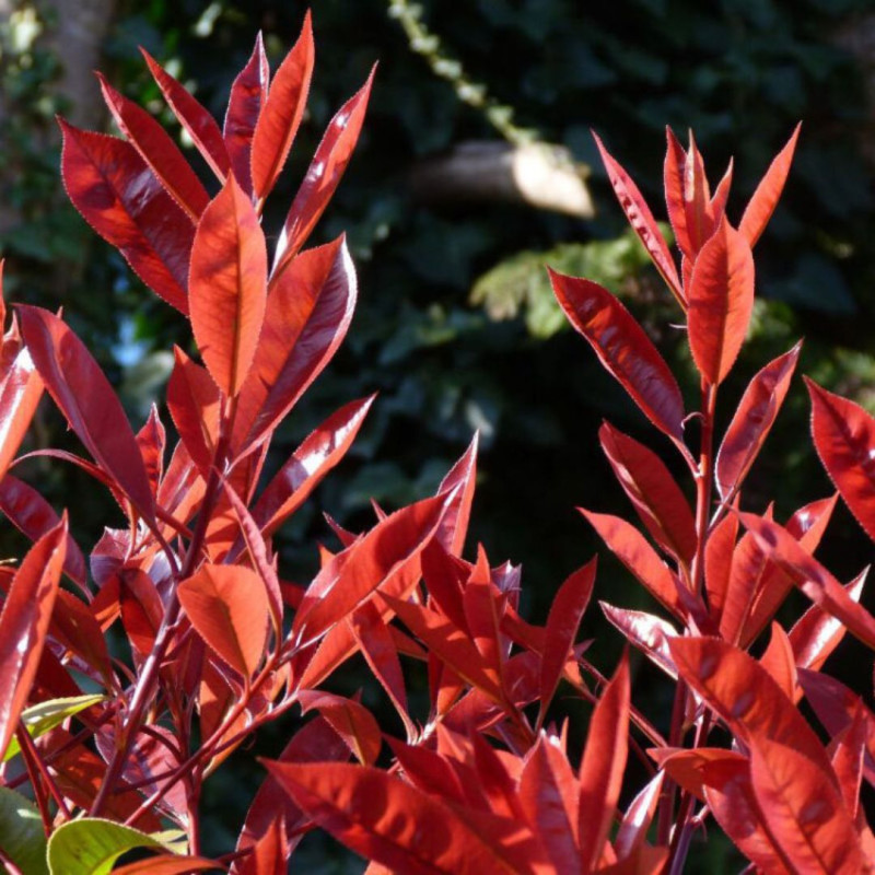 Photinia Red Robin - Photinia xfraseri Red Robin en Motte 125/150cm
