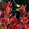 Photinia Red Robin - Photinia xfraseri Red Robin en Motte 125/150cm