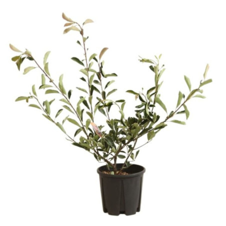 Photinia Pink Marble - Photinia xfraseri Pink Marble en Pot 10L 80/100cm