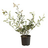 Photinia Pink Marble - Photinia xfraseri Pink Marble en Pot 10L 80/100cm