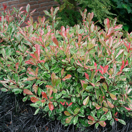 Photinia Pink Marble - Photinia xfraseri Pink Marble en Pot 10L 80/100cm