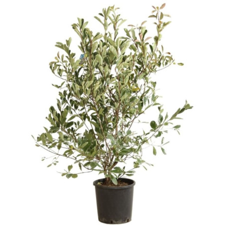 Photinia Pink Marble - Photinia xfraseri Pink Marble en Pot 18L 100/120cm