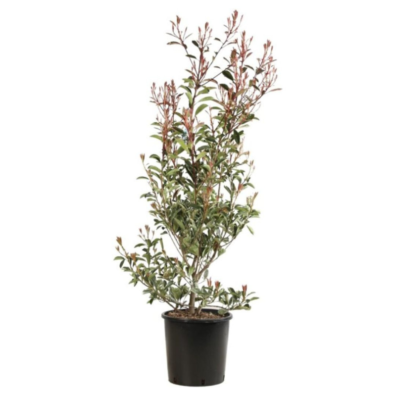Photinia Pink Marble - Photinia xfraseri Pink Marble en Pot 18L 100/120cm