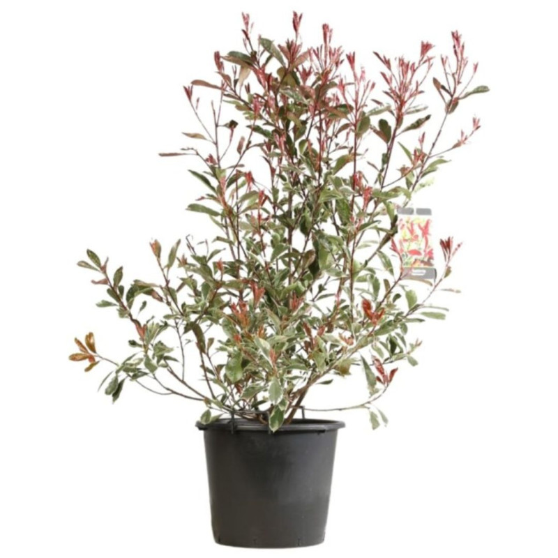 Photinia Pink Marble - Photinia xfraseri Pink Marble en Pot 30L 120/140cm