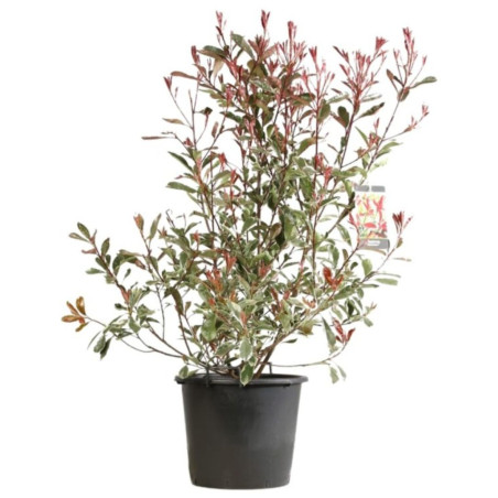 Photinia Pink Marble - Photinia xfraseri Pink Marble en Pot 30L 120/140cm