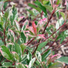 Photinia Pink Marble - Photinia xfraseri Pink Marble en Pot 30L 120/140cm