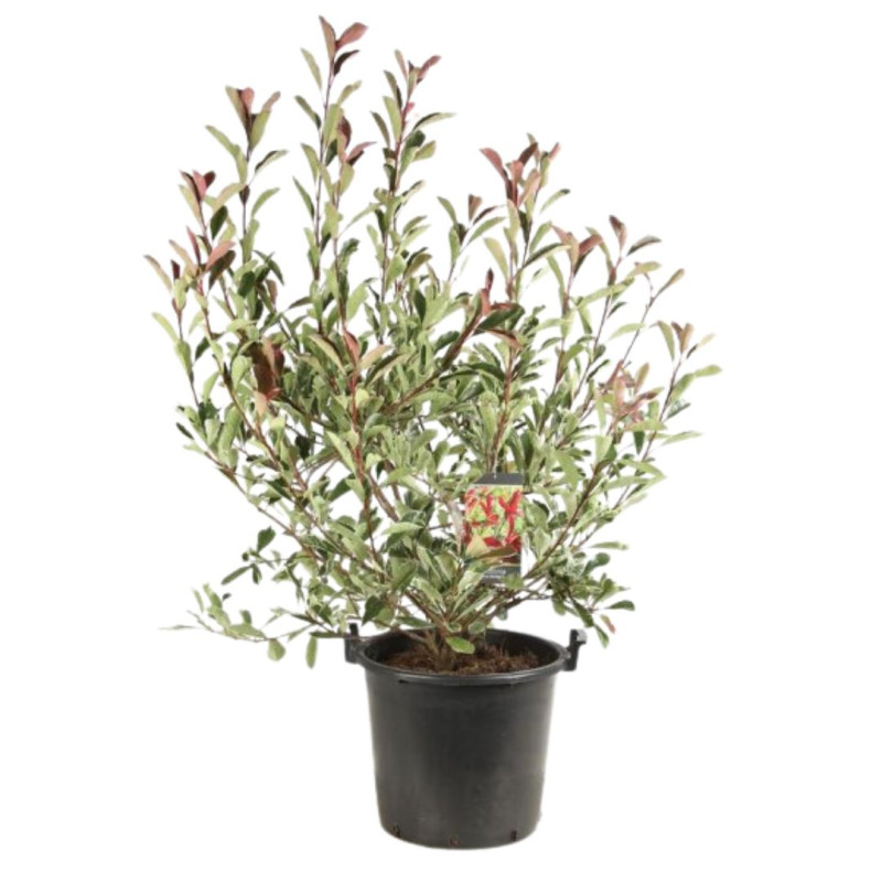 Photinia Pink Marble - Photinia xfraseri Pink Marble en Pot 30L 120/140cm