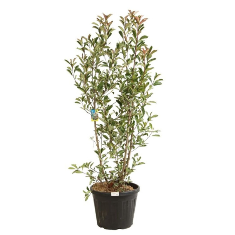 Photinia Pink Marble - Photinia xfraseri Pink Marble en Pot 30L 150/175cm