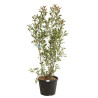 Photinia Pink Marble - Photinia xfraseri Pink Marble en Pot 30L 150/175cm