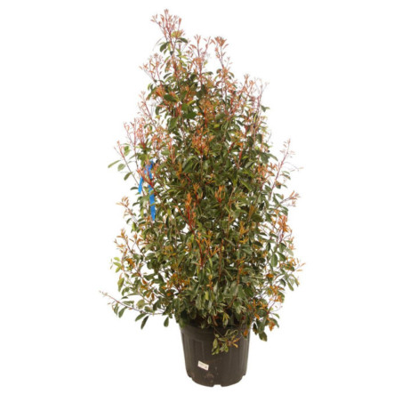 Photinia Pink Marble - Photinia xfraseri Pink Marble en Pot 30L 150/175cm