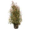 Photinia Pink Marble - Photinia xfraseri Pink Marble en Pot 30L 150/175cm
