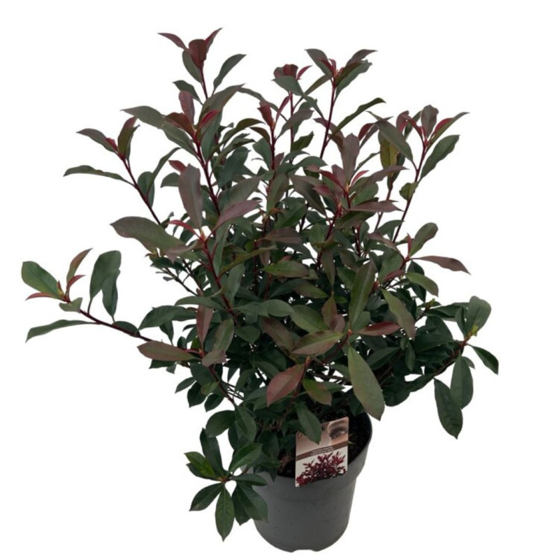 Photinia Carré Rouge - Photinia fraseri Carré Rouge en Pot 27cm 60/80cm