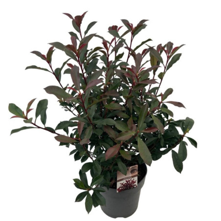 Photinia Carré Rouge - Photinia fraseri Carré Rouge en Pot 27cm 60/80cm