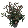 Photinia Carré Rouge - Photinia fraseri Carré Rouge en Pot 27cm 60/80cm