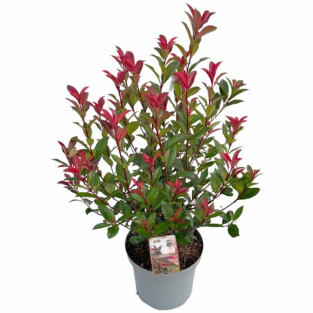 Photinia Carré Rouge - Photinia fraseri Carré Rouge en Pot 27cm 60/80cm
