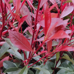 Photinia Carré Rouge - Photinia fraseri Carré Rouge en Pot 27cm 60/80cm