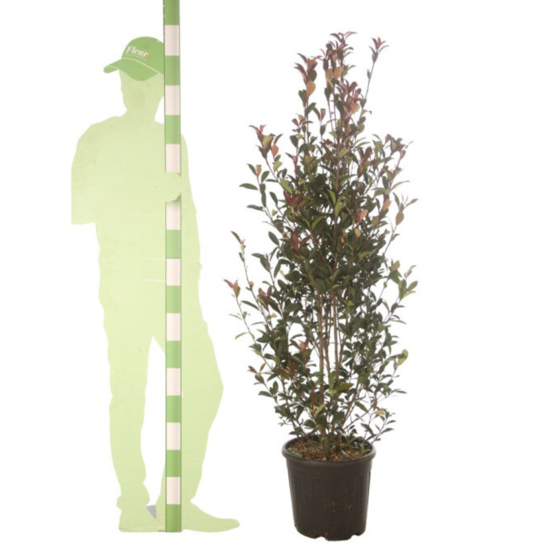 Photinia Carré Rouge - Photinia fraseri Carré Rouge en Pot 20L 125/150cm