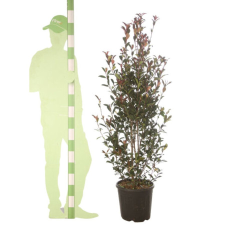 Photinia Carré Rouge - Photinia fraseri Carré Rouge en Pot 20L 125/150cm