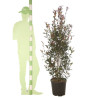 Photinia Carré Rouge - Photinia fraseri Carré Rouge en Pot 20L 125/150cm