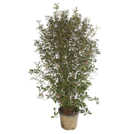 Photinia Carré Rouge - Photinia fraseri Carré Rouge en Pot 30L 125/150cm