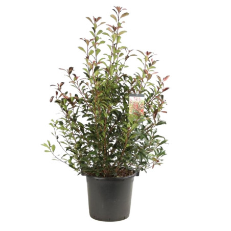 Photinia Carré Rouge - Photinia fraseri Carré Rouge en Pot 30L 100/125cm