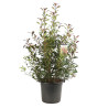 Photinia Carré Rouge - Photinia fraseri Carré Rouge en Pot 30L 100/125cm