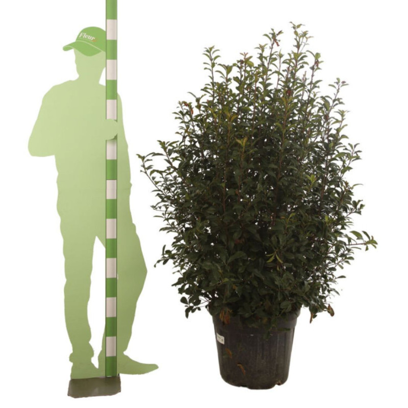 Photinia Carré Rouge - Photinia fraseri Carré Rouge en Pot 45L 125/150cm