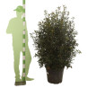 Photinia Carré Rouge - Photinia fraseri Carré Rouge en Pot 45L 125/150cm