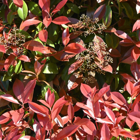 Photinia Carré Rouge - Photinia fraseri Carré Rouge en Pot 45L 125/150cm