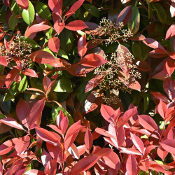 Photinia fraseri Carré Rouge 50cm en Pot