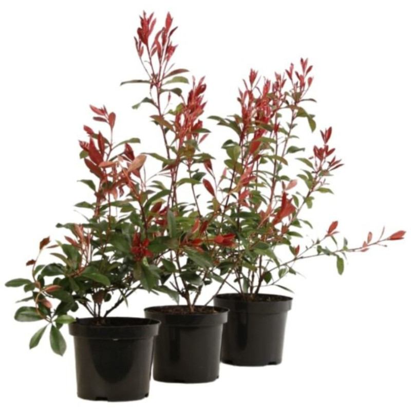 Photinia fraseri Carré Rouge 50cm en Pot