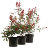 Photinia fraseri Carré Rouge 50cm en Pot