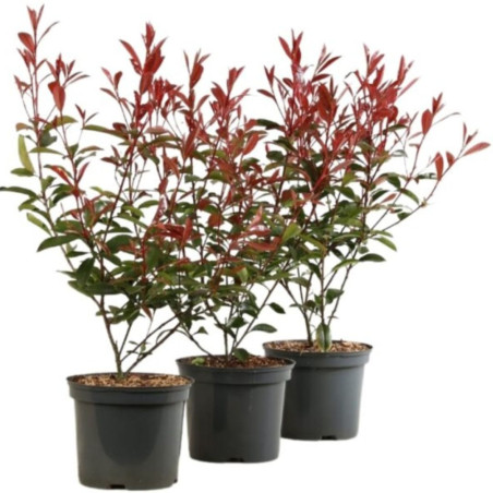 Photinia fraseri Carré Rouge 40 cm Pot