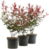 Photinia fraseri Carré Rouge 40 cm Pot