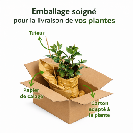 Emballage soigné
