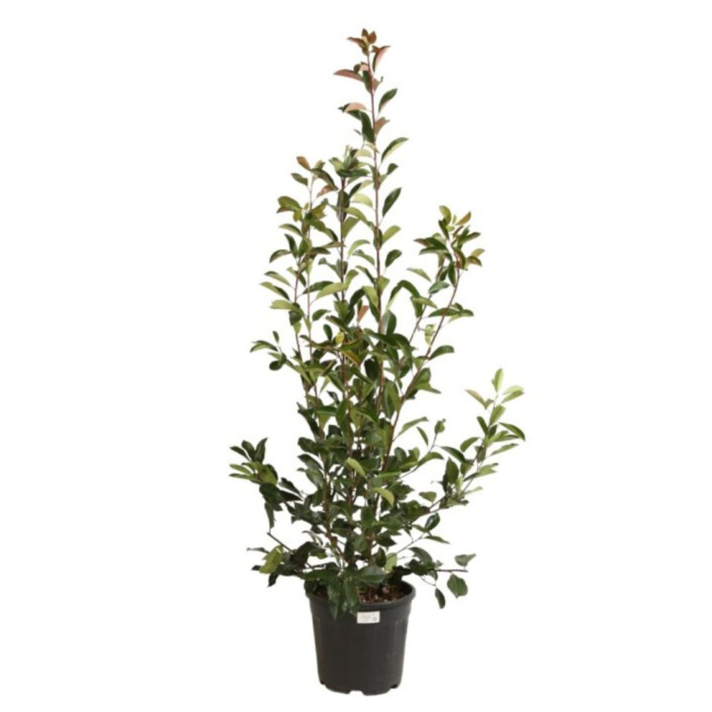Photinia Red Robin - Photinia xfraseri Red Robin en Pot 18L 150/175cm