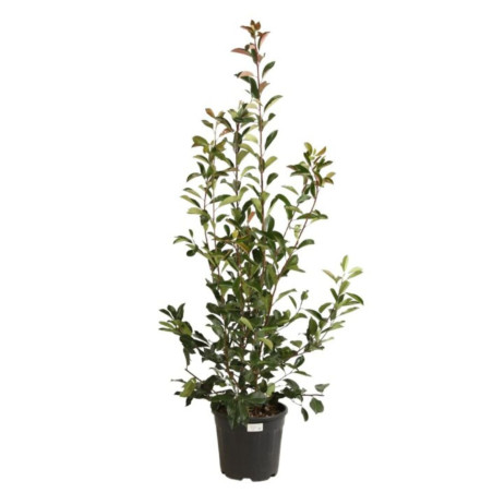 Photinia Red Robin - Photinia xfraseri Red Robin en Pot 18L 150/175cm