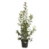 Photinia Red Robin - Photinia xfraseri Red Robin en Pot 18L 150/175cm