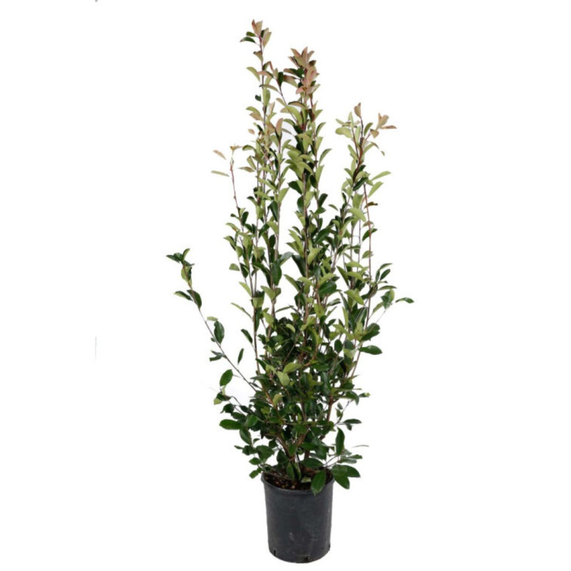 Photinia Red Robin - Photinia xfraseri Red Robin en Pot 18L 150/175cm
