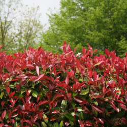 Photinia Red Robin - Photinia xfraseri Red Robin en Pot 18L 150/175cm