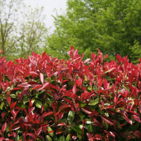Photinia Red Robin - Photinia xfraseri Red Robin en Pot 18L 150/175cm