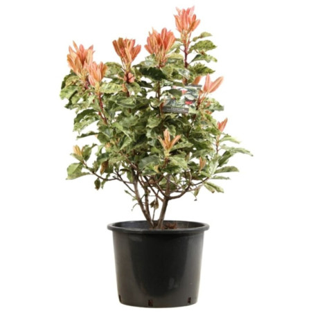 Photinia Pink Crispy - Photinia serratifolia Pink Crispy en Pot 20L 100/125cm