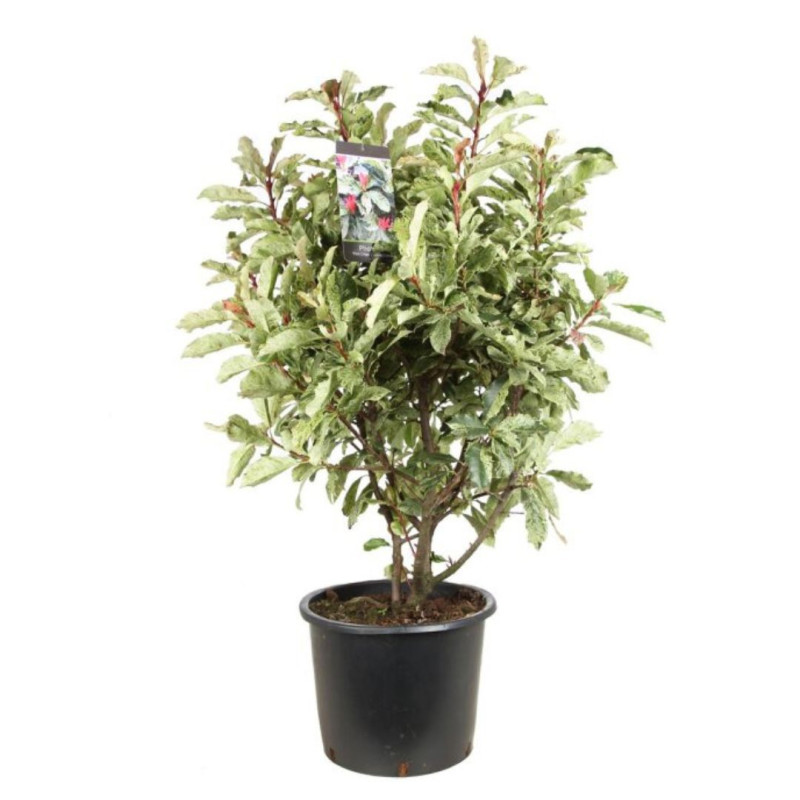 Photinia Pink Crispy - Photinia serratifolia Pink Crispy en Pot 20L 100/125cm