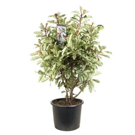 Photinia Pink Crispy - Photinia serratifolia Pink Crispy en Pot 20L 100/125cm