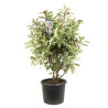Photinia Pink Crispy - Photinia serratifolia Pink Crispy en Pot 20L 100/125cm