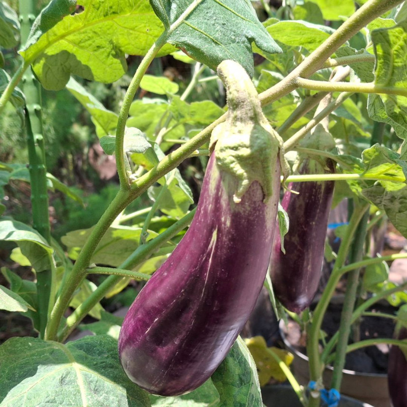 3 Plants Aubergine Milar Pot 10,5cm Sélection Jardinul
