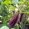 Plant Aubergine Milar Pot 10,5cm Sélection Jardinul